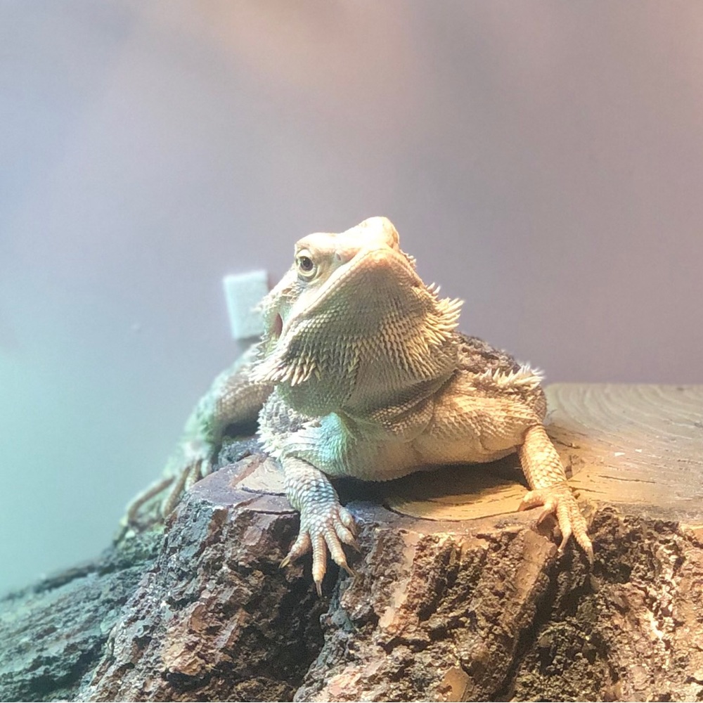 fatass